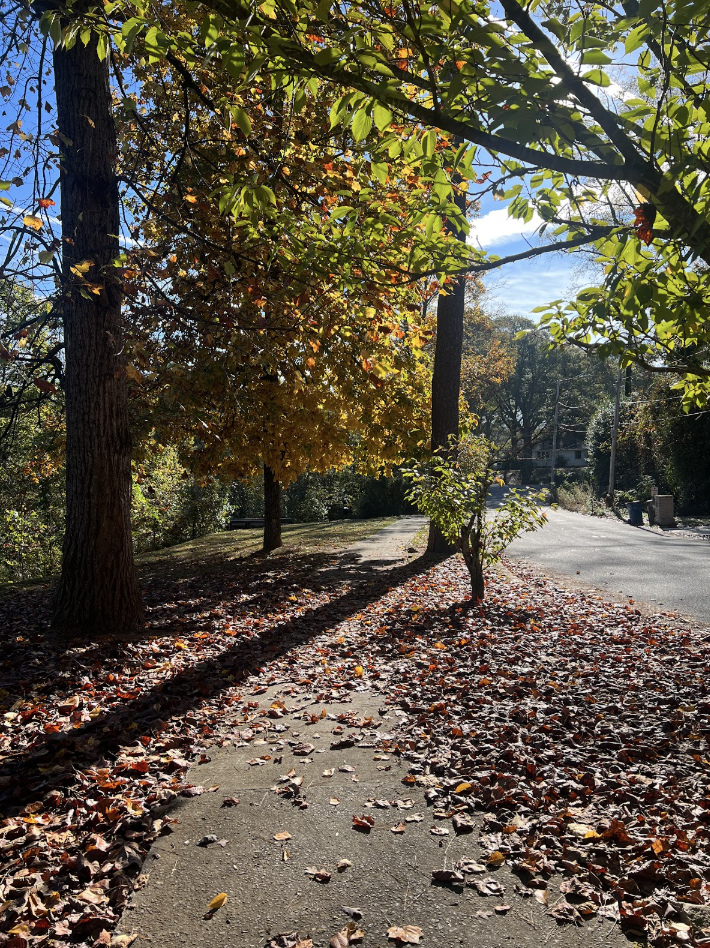 A path lined with trees that are changing color and falling.